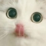 TEA_3OuO Discord emoji