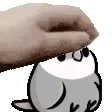 pitico pitico