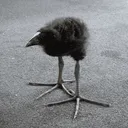 sillybird sillybird