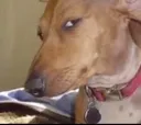 Sus