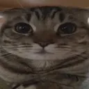 kitty