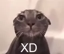 xd