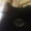 CatStare_L