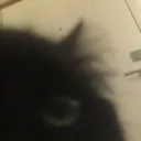 CatStare_R CatStare_R
