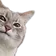 catpeeka