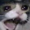 Catscared catScared Discord Emoji