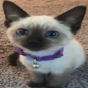 the_cat