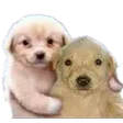 xsupre13Amigos