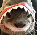 ottershark ottershark
