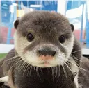 ottercute ottercute