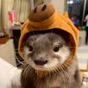 piggyotter piggyotter