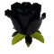 8715roseblack