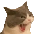 chomp