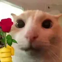gatoroza