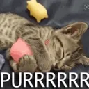 puurrrr