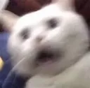 Shocking Shocking