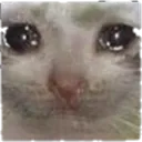 catcry2 catcry2