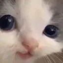hehederp hehederp