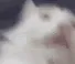 CatLooking CatLooking