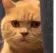 cat_stalk_jay cat_stalk_jay