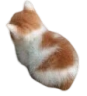 cb_cat_angy Discord emoji