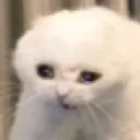 catsobs
