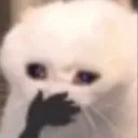 cat_tehee Discord Emoji