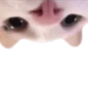 upsidedowncat
