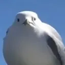 bruh