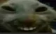 xdd xdd