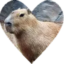 capibara