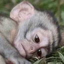 sadmonke