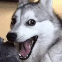 pupHAHA