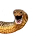 BDH_angrysnek