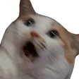 catgasp catgasp