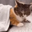 catyoink catyoink