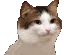 dancecat