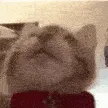 Cat Cat