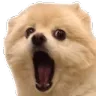 dogwow