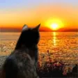 CatSunset