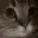 meow