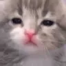 servercat_41 servercat_41