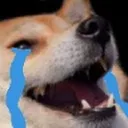 doge_cri