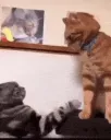 catfighht