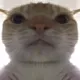 catstare