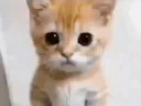 teezelsudani