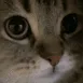 meow meow