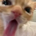 kittylick
