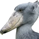 Shoebill