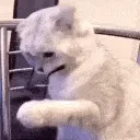 CoolCat